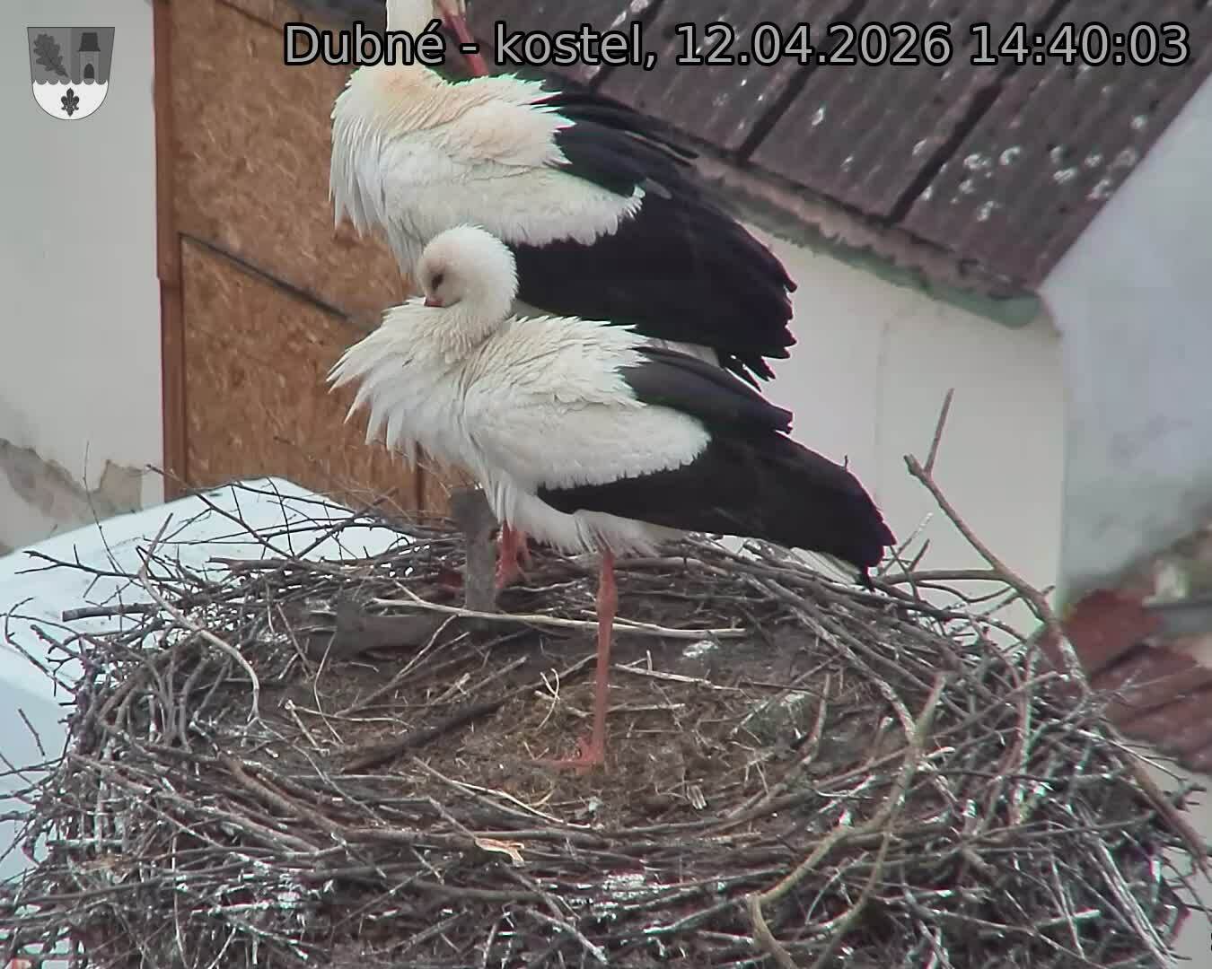 Capi_Dubne_20260412_144003.jpg (1350&nbsp;x&nbsp;1080)