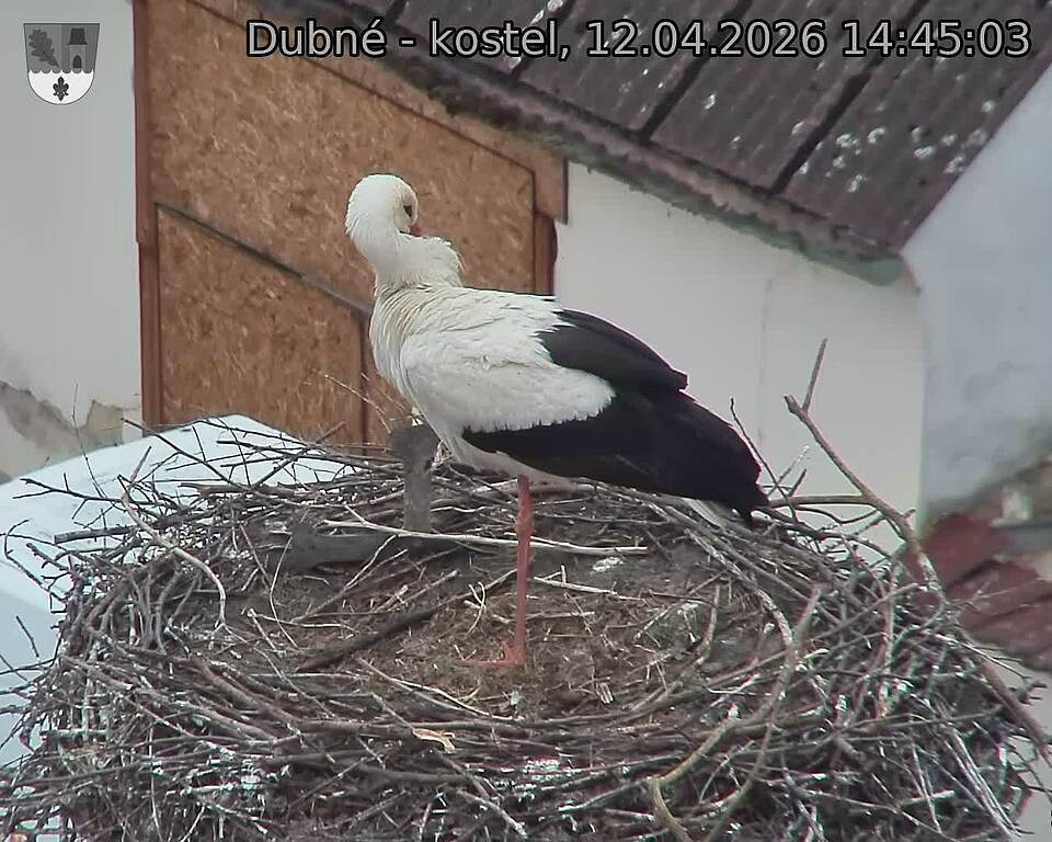 Capi_Dubne_20260412_144503.jpg (1350&nbsp;x&nbsp;1080)