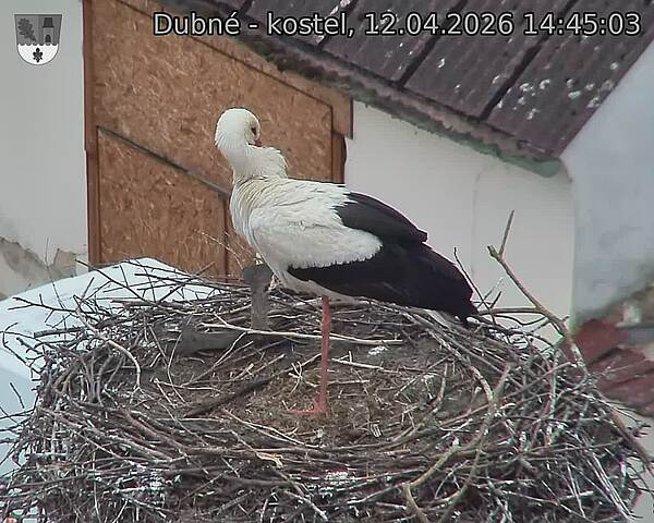 Capi_Dubne_20260412_144503.jpg (1350&nbsp;x&nbsp;1080)