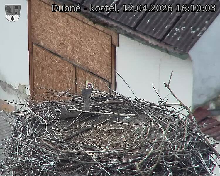 Capi_Dubne_20260412_161003.jpg (1350&nbsp;x&nbsp;1080)