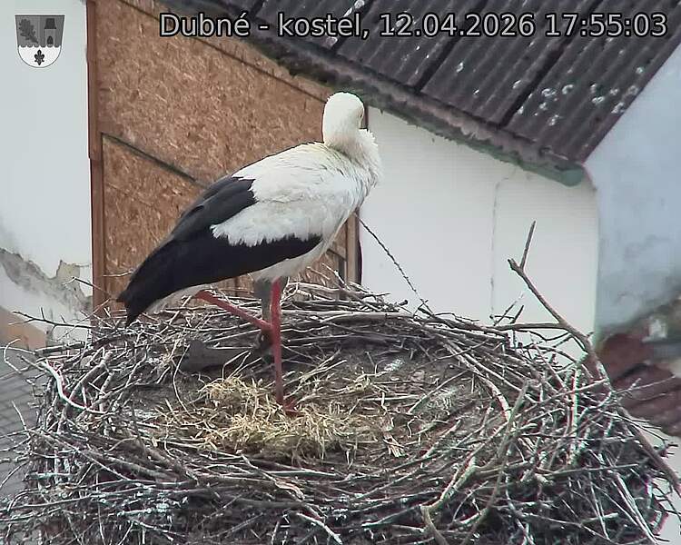 Capi_Dubne_20260412_175503.jpg (1350&nbsp;x&nbsp;1080)