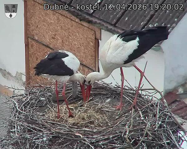 Capi_Dubne_20260412_192002.jpg (1350&nbsp;x&nbsp;1080)