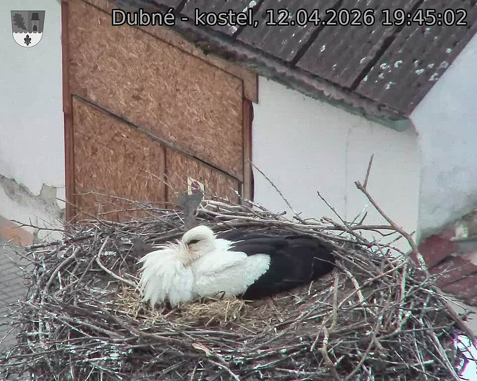 Capi_Dubne_20260412_194502.jpg (1350&nbsp;x&nbsp;1080)