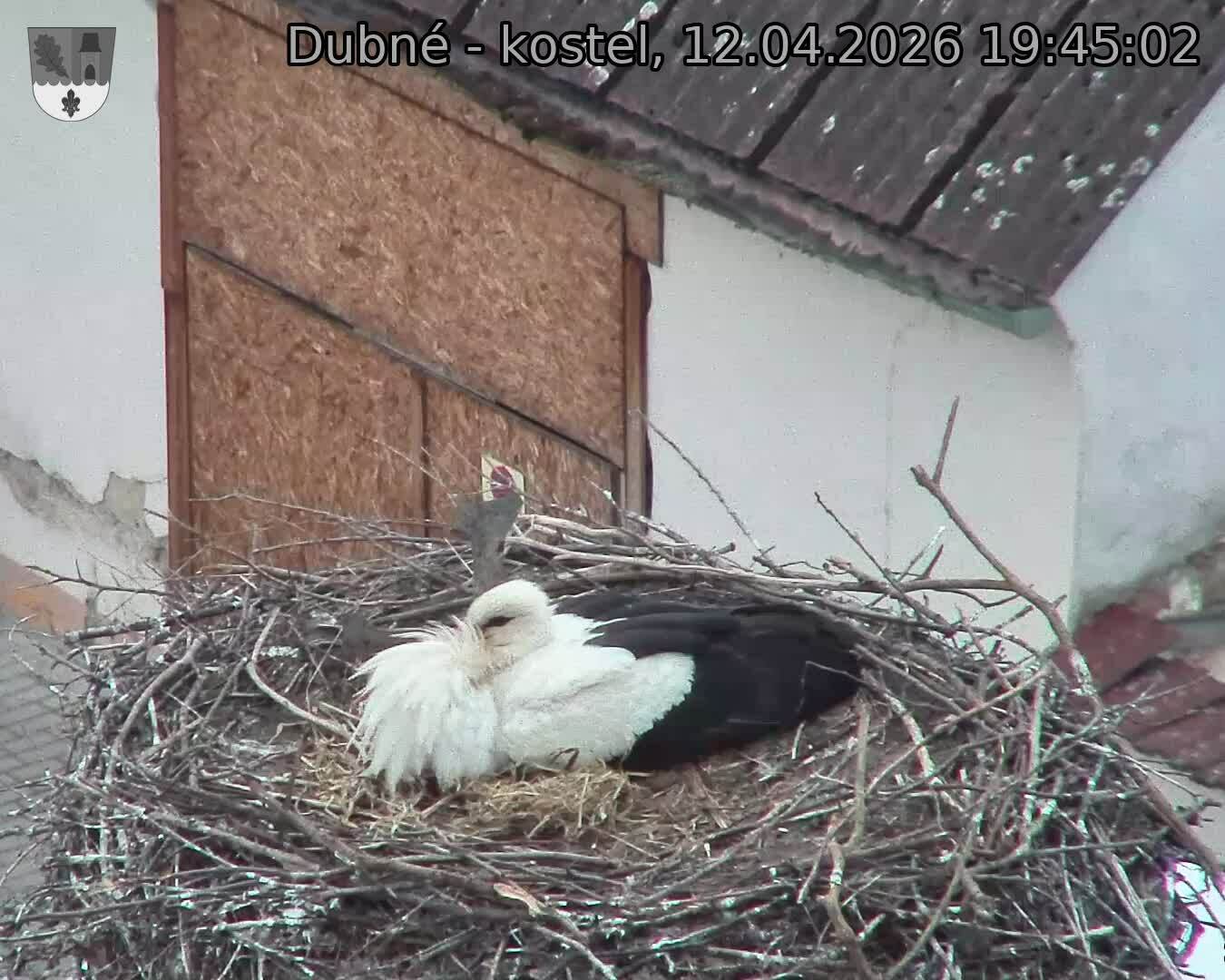 Capi_Dubne_20260412_194502.jpg (1350&nbsp;x&nbsp;1080)