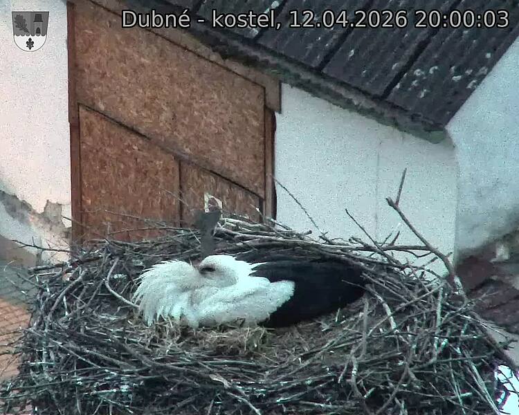 Capi_Dubne_20260412_200003.jpg (1350&nbsp;x&nbsp;1080)