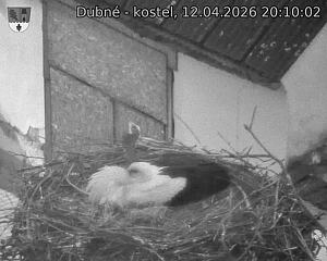 Capi_Dubne_20260412_201002.jpg (1350&nbsp;x&nbsp;1080)