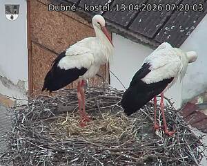 Capi_Dubne_20260413_072003.jpg (1350&nbsp;x&nbsp;1080)