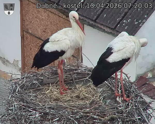 Capi_Dubne_20260413_072003.jpg (1350&nbsp;x&nbsp;1080)