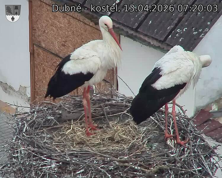 Capi_Dubne_20260413_072003.jpg (1350&nbsp;x&nbsp;1080)