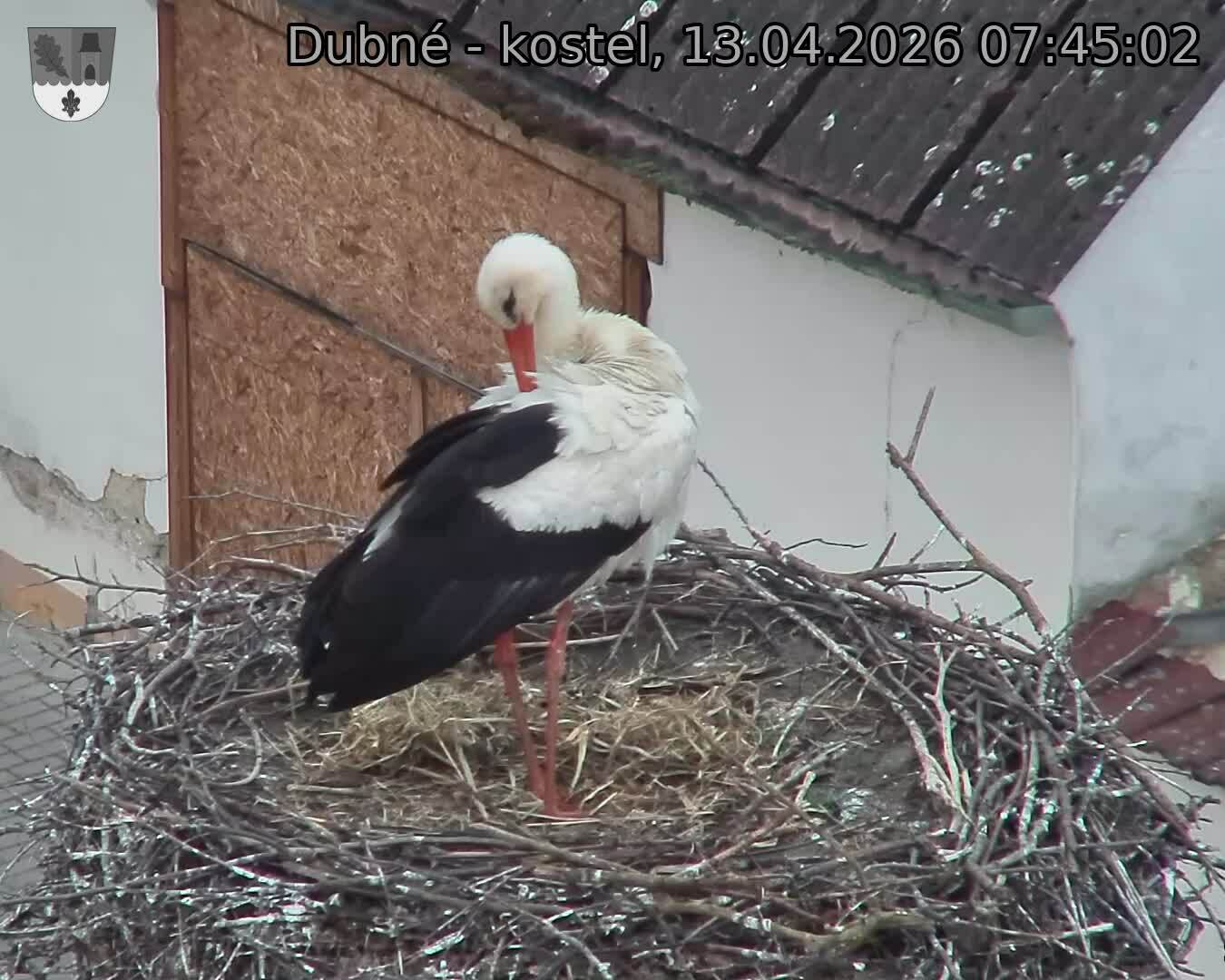 Capi_Dubne_20260413_074502.jpg (1350&nbsp;x&nbsp;1080)