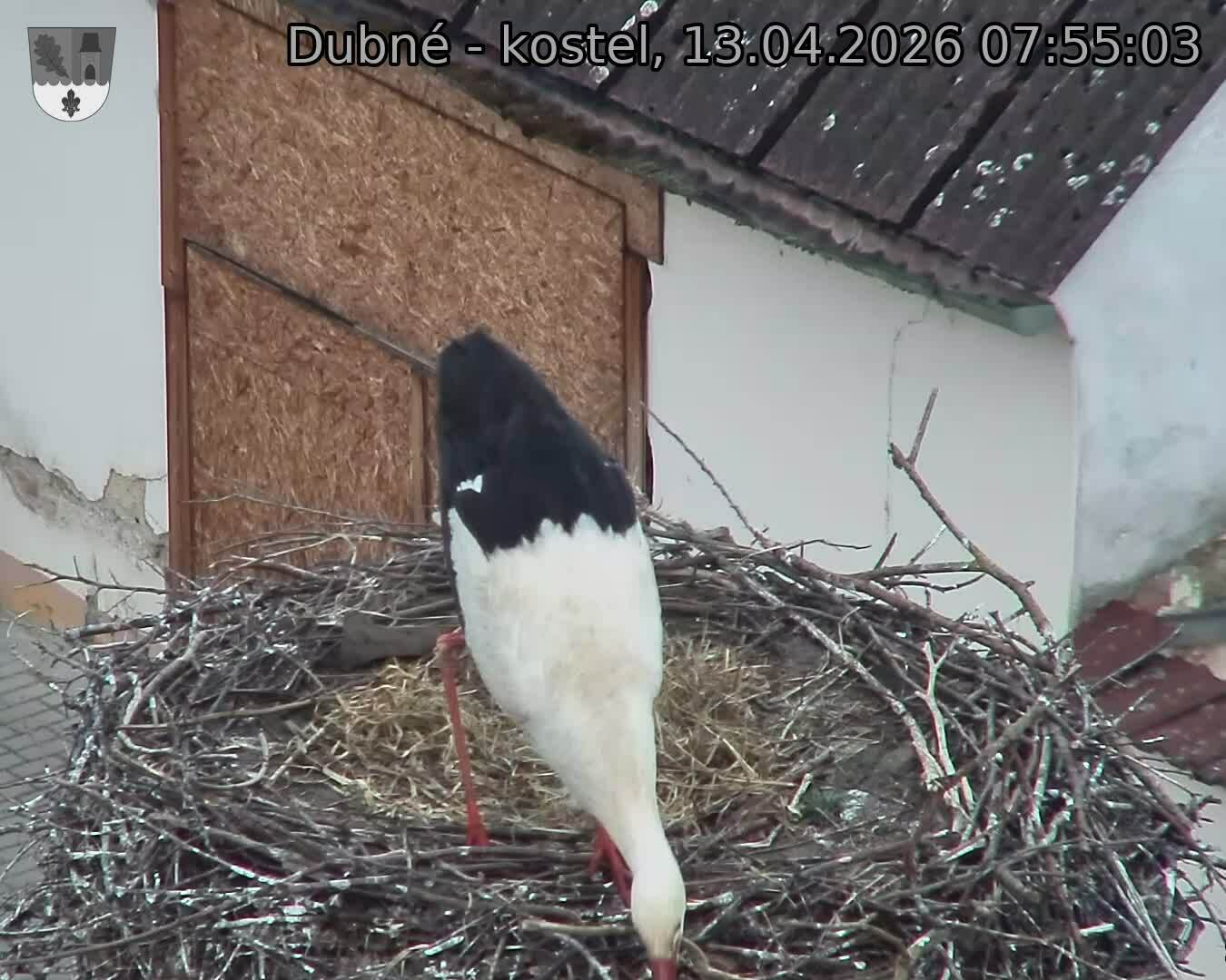 Capi_Dubne_20260413_075503.jpg (1350&nbsp;x&nbsp;1080)