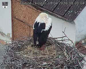 Capi_Dubne_20260413_082004.jpg (1350&nbsp;x&nbsp;1080)