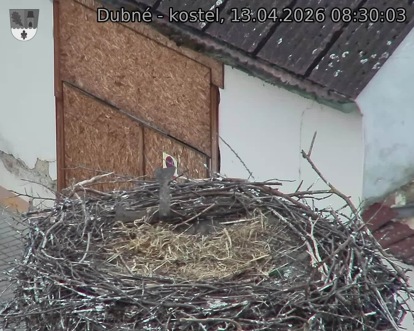 Capi_Dubne_20260413_083003.jpg (1350&nbsp;x&nbsp;1080)