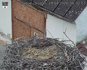 Capi_Dubne_20260413_083003.jpg (1350&nbsp;x&nbsp;1080)