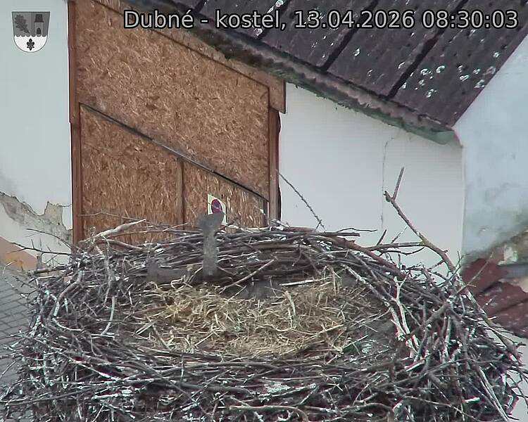 Capi_Dubne_20260413_083003.jpg (1350&nbsp;x&nbsp;1080)