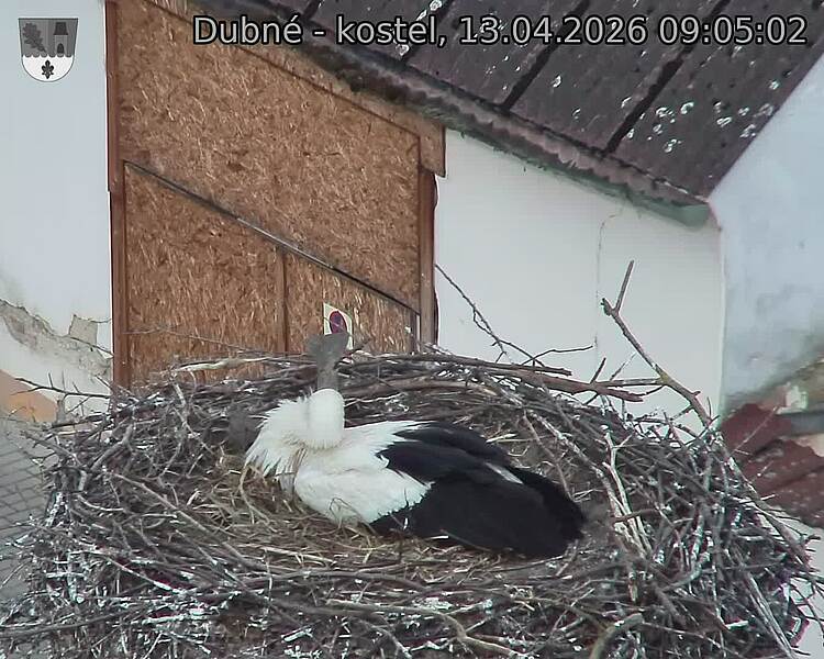 Capi_Dubne_20260413_090502.jpg (1350&nbsp;x&nbsp;1080)