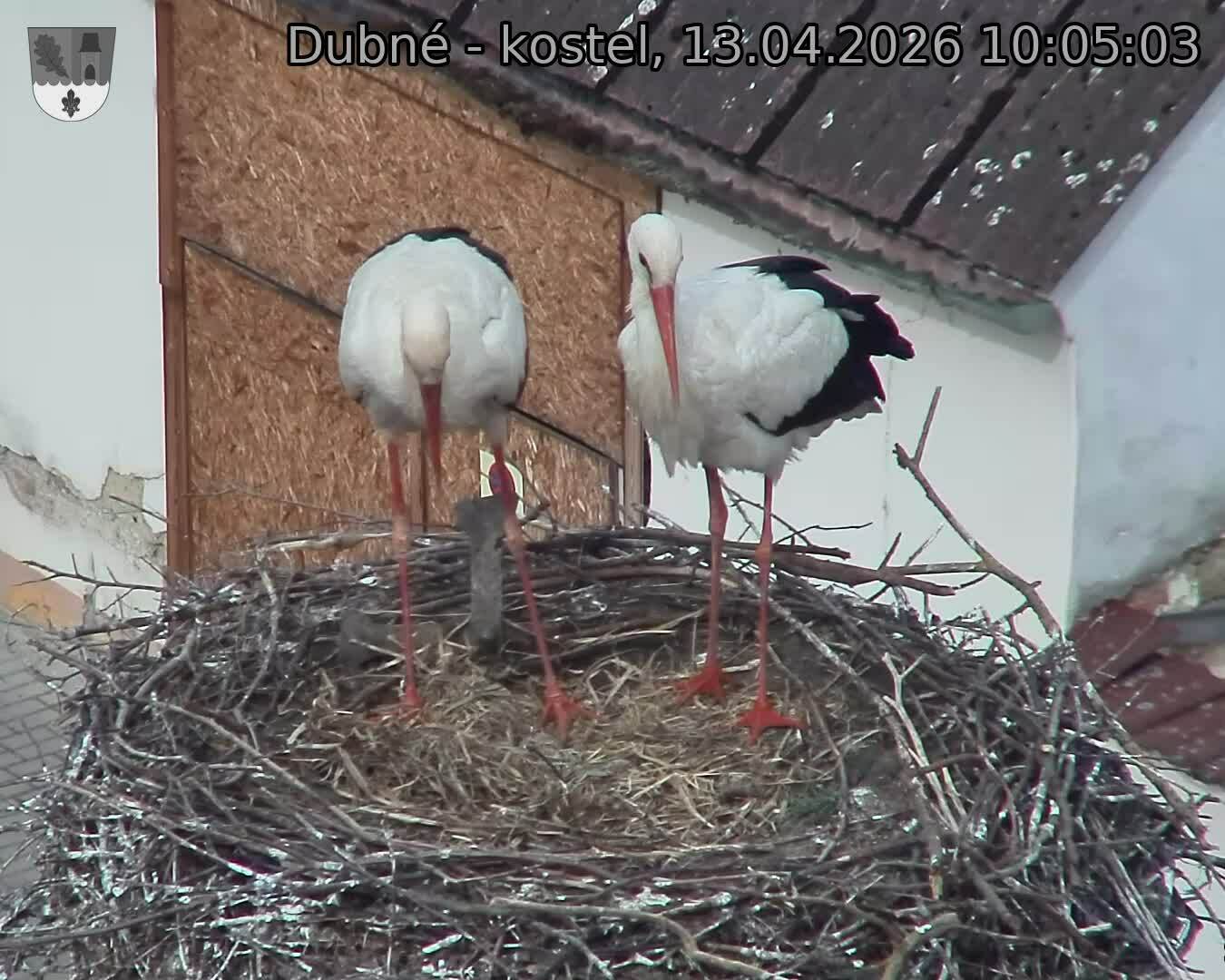 Capi_Dubne_20260413_100503.jpg (1350&nbsp;x&nbsp;1080)