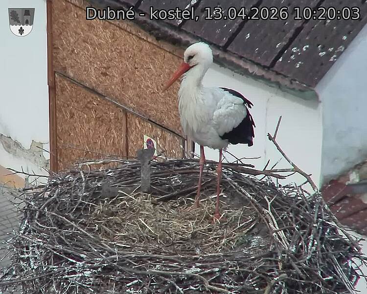 Capi_Dubne_20260413_102003.jpg (1350&nbsp;x&nbsp;1080)