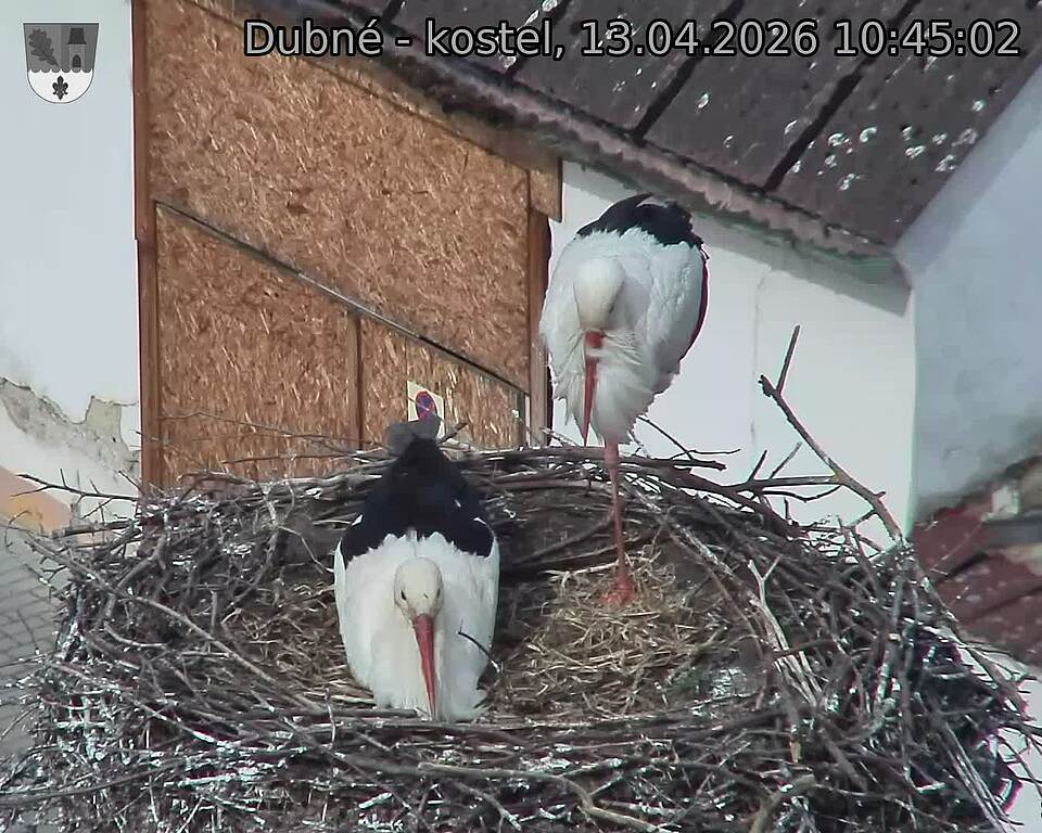 Capi_Dubne_20260413_104502.jpg (1350&nbsp;x&nbsp;1080)