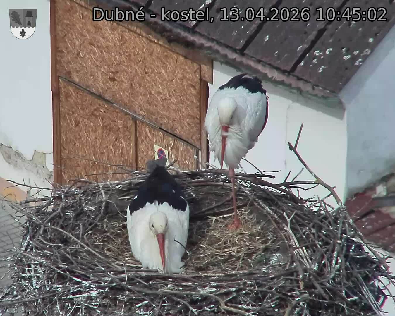 Capi_Dubne_20260413_104502.jpg (1350&nbsp;x&nbsp;1080)