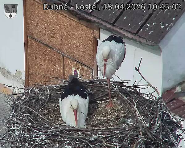 Capi_Dubne_20260413_104502.jpg (1350&nbsp;x&nbsp;1080)