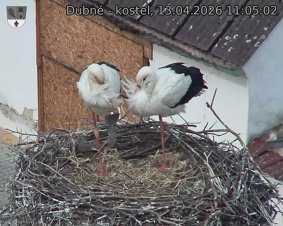 Capi_Dubne_20260413_110502.jpg (1350&nbsp;x&nbsp;1080)