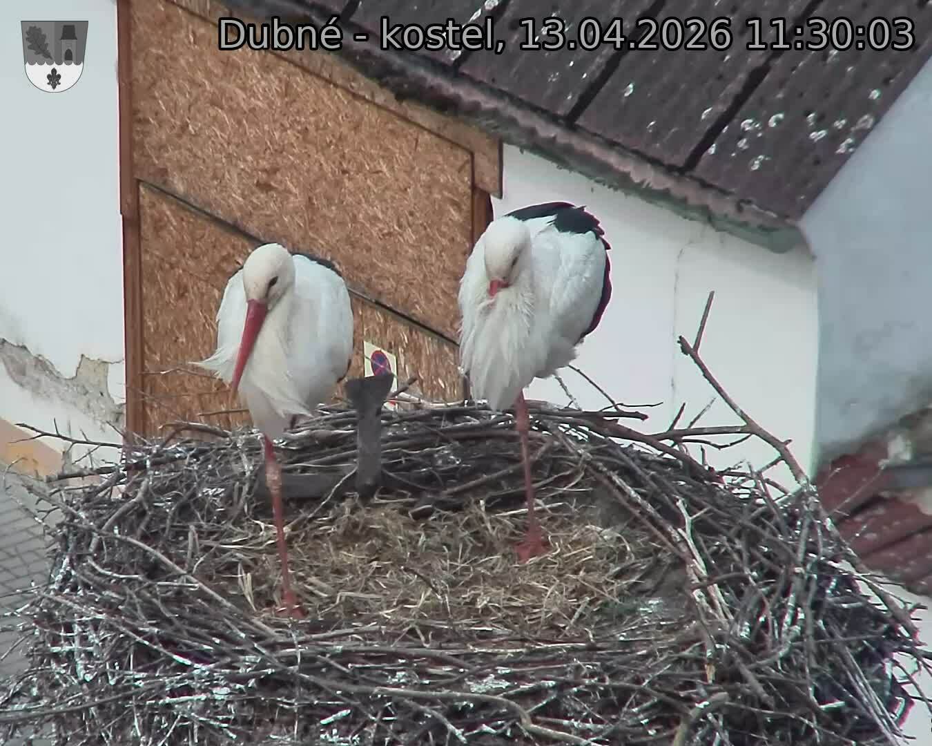 Capi_Dubne_20260413_113003.jpg (1350&nbsp;x&nbsp;1080)