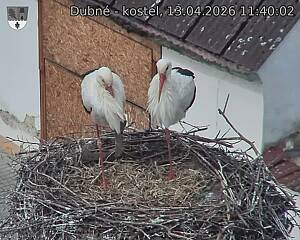 Capi_Dubne_20260413_114002.jpg (1350&nbsp;x&nbsp;1080)