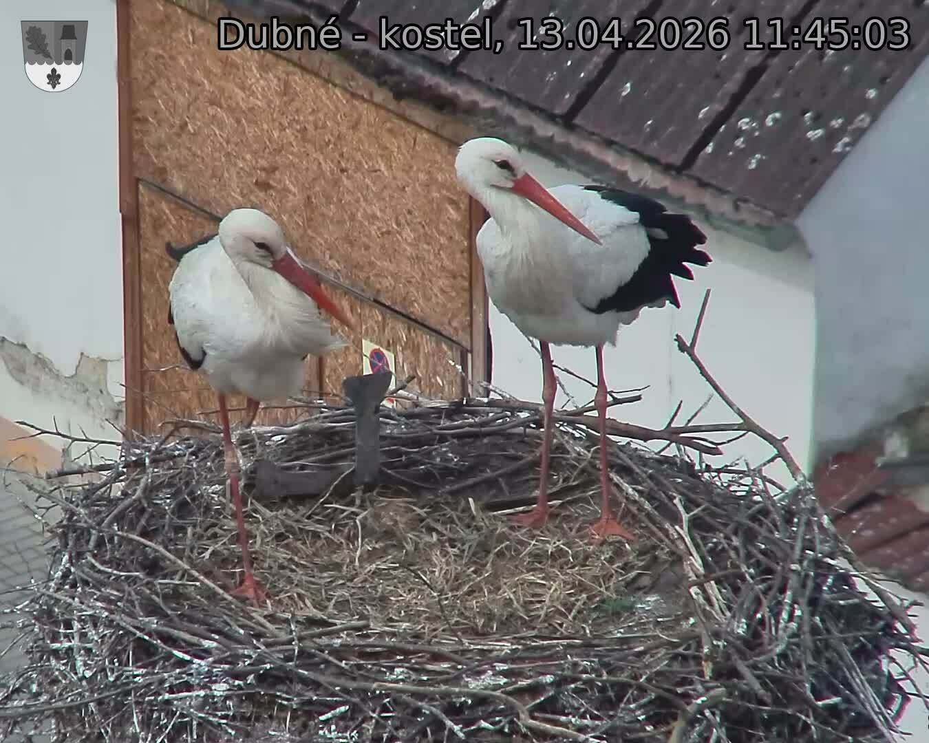 Capi_Dubne_20260413_114503.jpg (1350&nbsp;x&nbsp;1080)