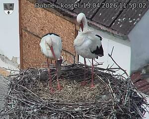 Capi_Dubne_20260413_115002.jpg (1350&nbsp;x&nbsp;1080)