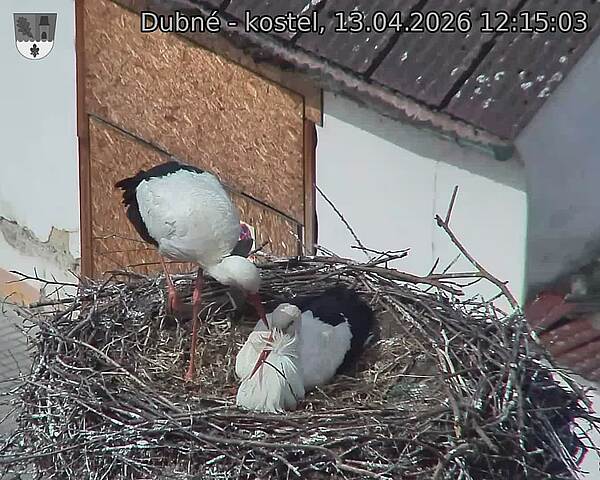 Capi_Dubne_20260413_121503.jpg (1350&nbsp;x&nbsp;1080)