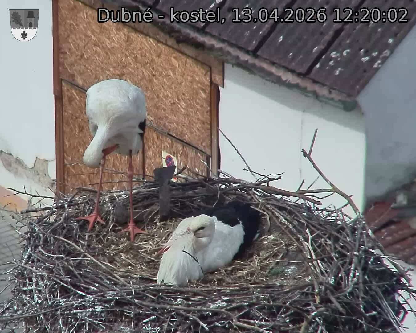 Capi_Dubne_20260413_122002.jpg (1350&nbsp;x&nbsp;1080)