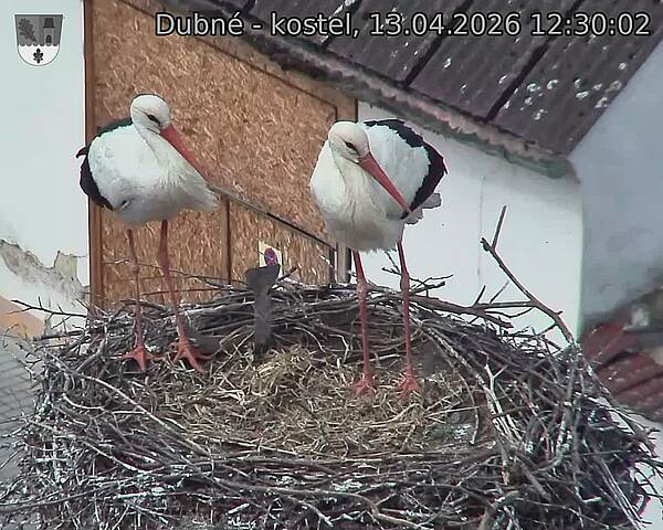 Capi_Dubne_20260413_123002.jpg (1350&nbsp;x&nbsp;1080)