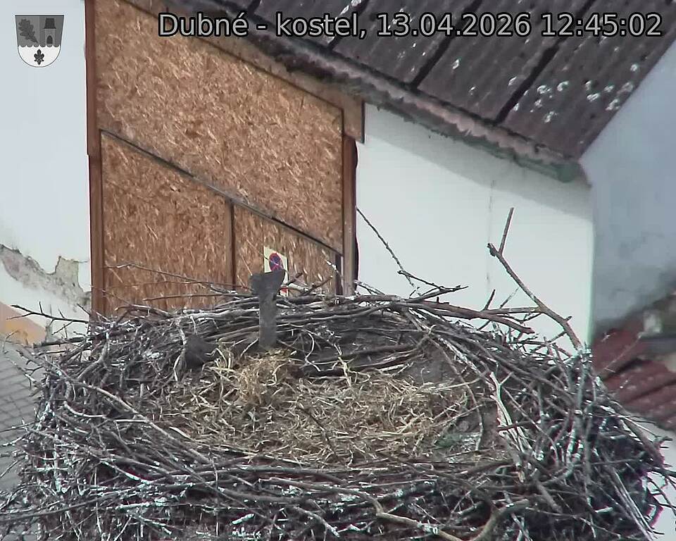Capi_Dubne_20260413_124502.jpg (1350&nbsp;x&nbsp;1080)