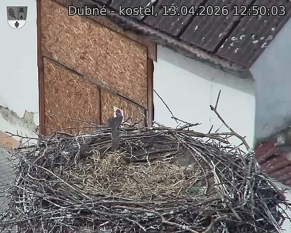 Capi_Dubne_20260413_125003.jpg (1350&nbsp;x&nbsp;1080)