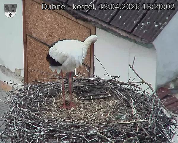 Capi_Dubne_20260413_132002.jpg (1350&nbsp;x&nbsp;1080)