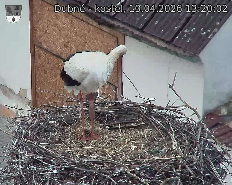 Capi_Dubne_20260413_132002.jpg (1350&nbsp;x&nbsp;1080)