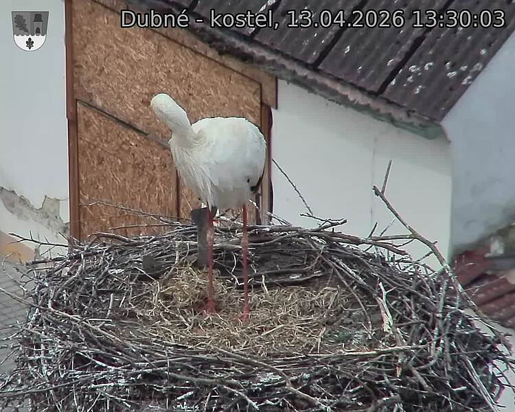 Capi_Dubne_20260413_133003.jpg (1350&nbsp;x&nbsp;1080)