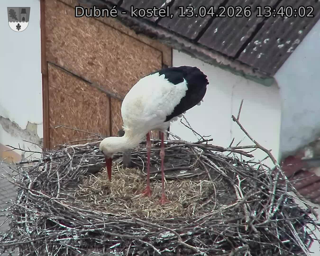 Capi_Dubne_20260413_134002.jpg (1350&nbsp;x&nbsp;1080)