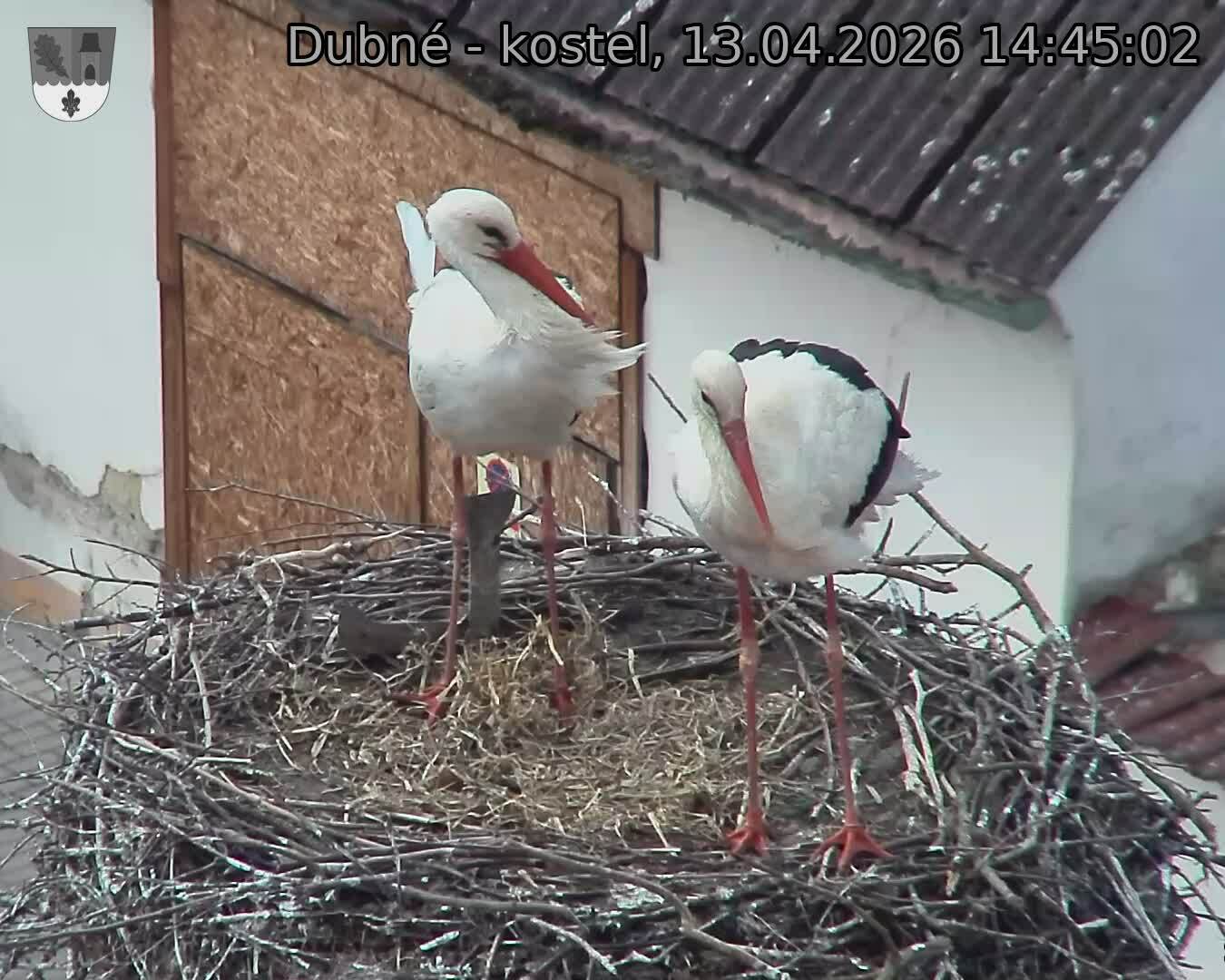 Capi_Dubne_20260413_144502.jpg (1350&nbsp;x&nbsp;1080)