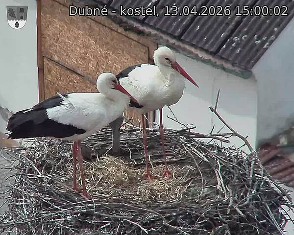 Capi_Dubne_20260413_150002.jpg (1350&nbsp;x&nbsp;1080)