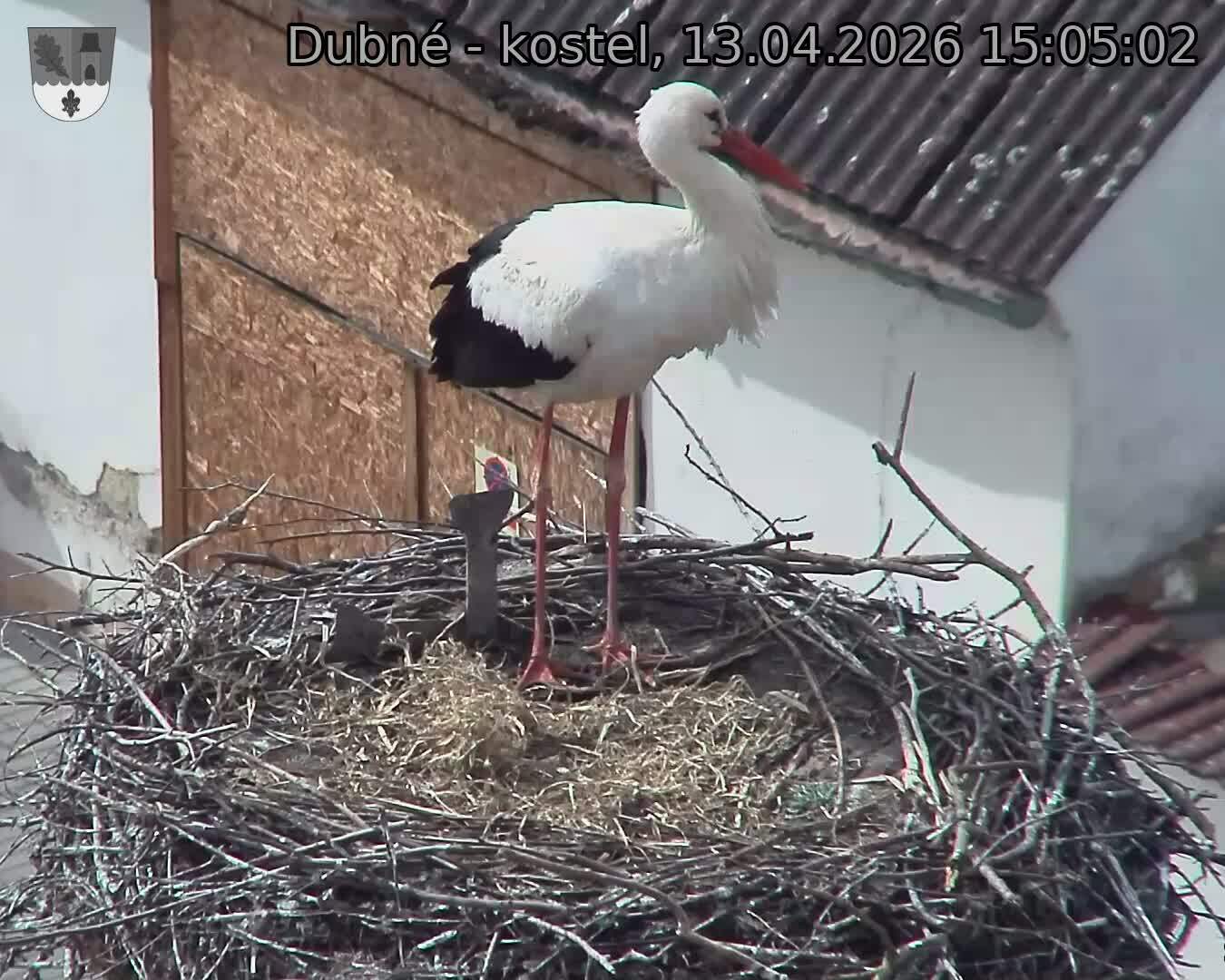 Capi_Dubne_20260413_150502.jpg (1350&nbsp;x&nbsp;1080)