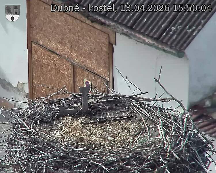 Capi_Dubne_20260413_155004.jpg (1350&nbsp;x&nbsp;1080)