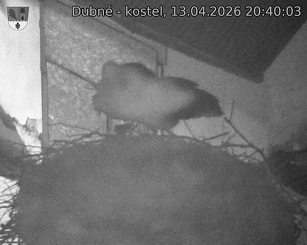 Capi_Dubne_20260413_204003.jpg (1350&nbsp;x&nbsp;1080)