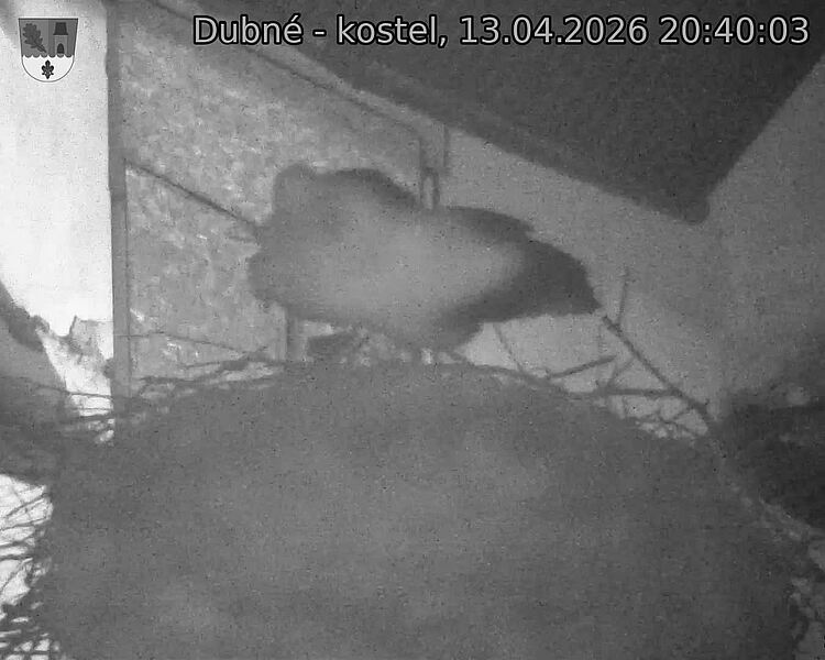 Capi_Dubne_20260413_204003.jpg (1350&nbsp;x&nbsp;1080)