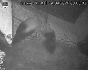 Capi_Dubne_20260414_030502.jpg (1350&nbsp;x&nbsp;1080)