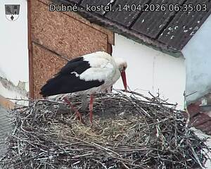 Capi_Dubne_20260414_063503.jpg (1350&nbsp;x&nbsp;1080)