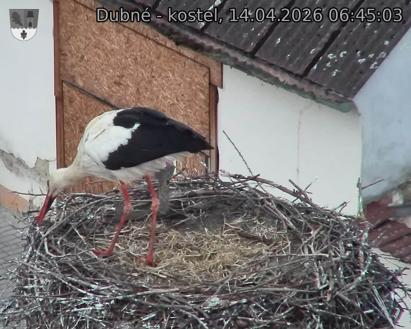 Capi_Dubne_20260414_064503.jpg (1350&nbsp;x&nbsp;1080)