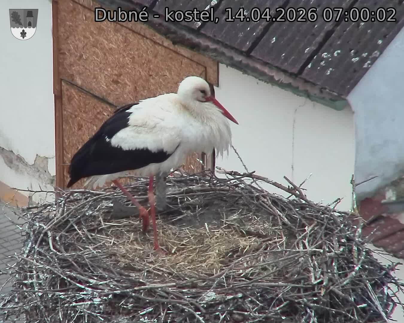 Capi_Dubne_20260414_070002.jpg (1350&nbsp;x&nbsp;1080)