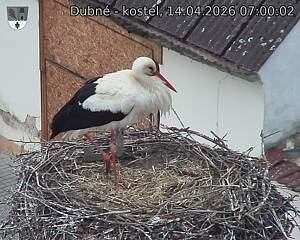 Capi_Dubne_20260414_070002.jpg (1350&nbsp;x&nbsp;1080)